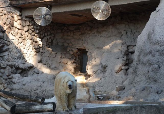 Preocupación por el delicado estado de salud de Arturo, el único oso polar del país