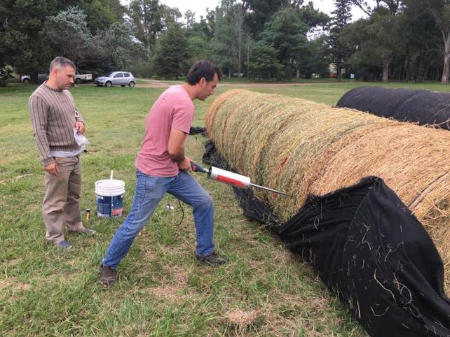 Entre sábanas: tapar los rollos de alfalfa con mantas ayuda a mantener sus propiedades nutricionales