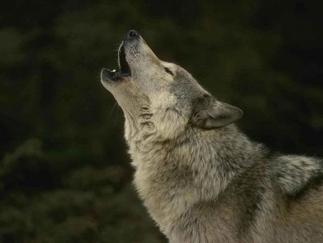 ¿Por qué aúllan los lobos? Una prueba de amistad