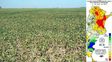 Sequía extrema: en Santa Fe no se sembraron 360 mil hectáreas de soja y es la provincia más afectada