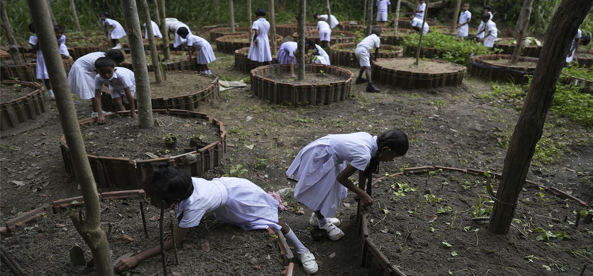Estudiantes de primaria asisten a sus lechos de vegetales que ayudan a cultivar hojas verdes en su escuela en la aldea de Mahadamana en Dimbulagala, noreste de Colombo, Sri Lanka. Debido a la actual crisis económica de Sri Lanka, familias de toda la nación se ha visto obligada a reducir el consumo de alimentos y otros artículos vitales debido a la escasez de dinero y la alta inflación. (Foto AP/Eranga Jayawardena)