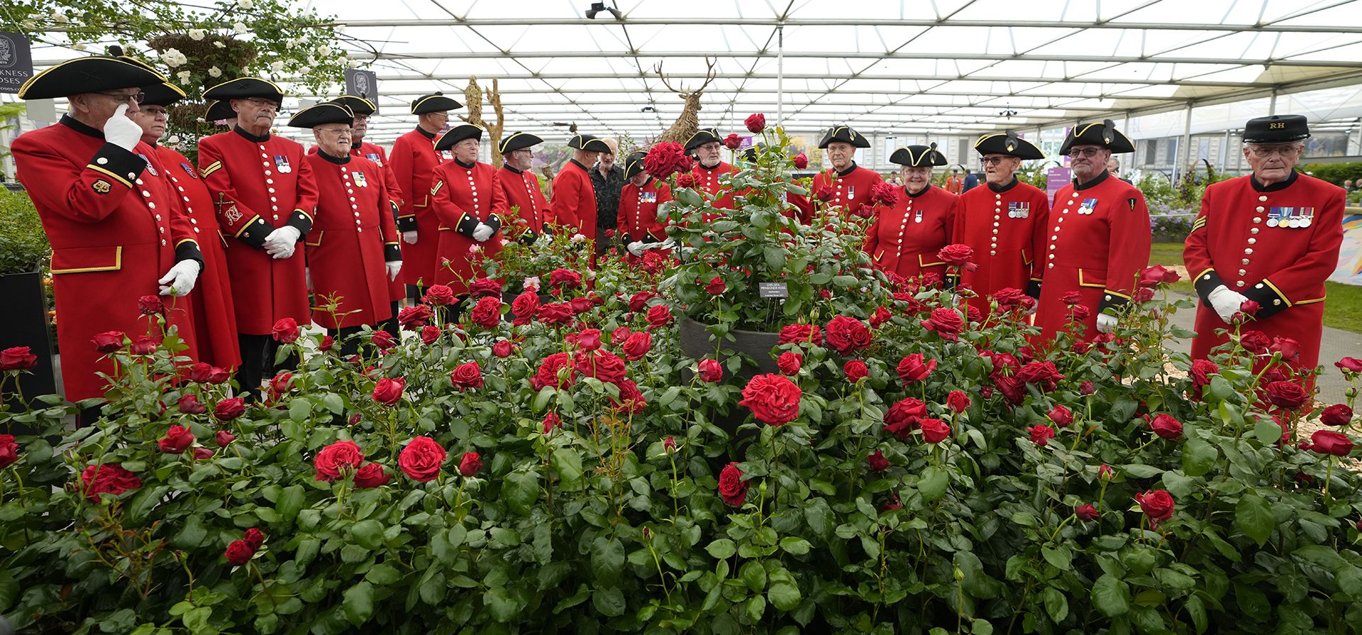 Exhibición de la nueva Chelsea Pensioner Rose de Harkness Roses en el Chelsea Flower Show en Londres, el lunes 20 de mayo de 2024. (Foto AP/Kirsty Wigglesworth) Exhibición de la nueva Chelsea Pensioner Rose de Harkness Roses en el Chelsea Flower Show en Londres, el lunes 20 de mayo de 2024. (Foto AP/Kirsty Wigglesworth)