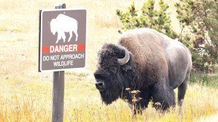 Un bisonte atacó a un turista que visitaba el parque de Yellowstone