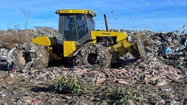 El pescado decomisado en Entre Ríos fue destruido.