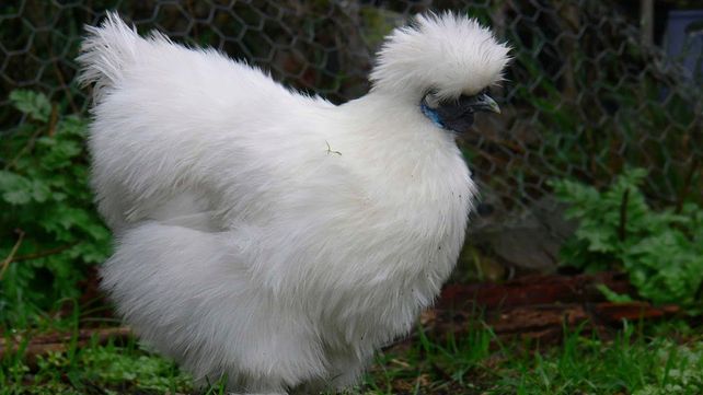 La gallina japonesa es el animal exótico que tiene Facundo Arana entre tantas mascotas.