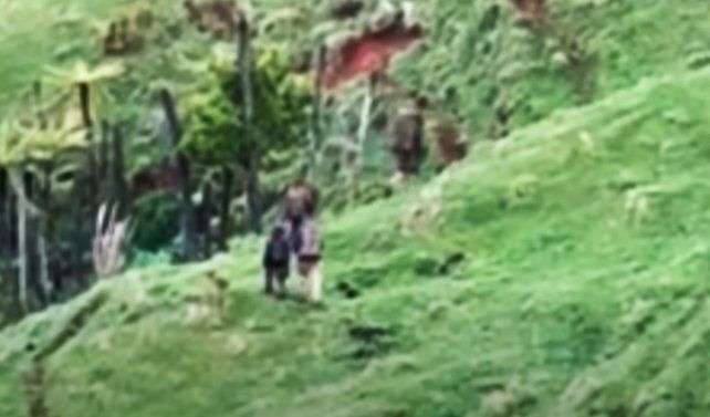 Cazadores los vieron en octubre pasado caminando entre la vegetación.