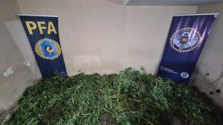 Las hojas de marihuana fueron halladas tras un allanamiento.