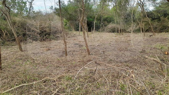 desmonte-oro-verdejpg