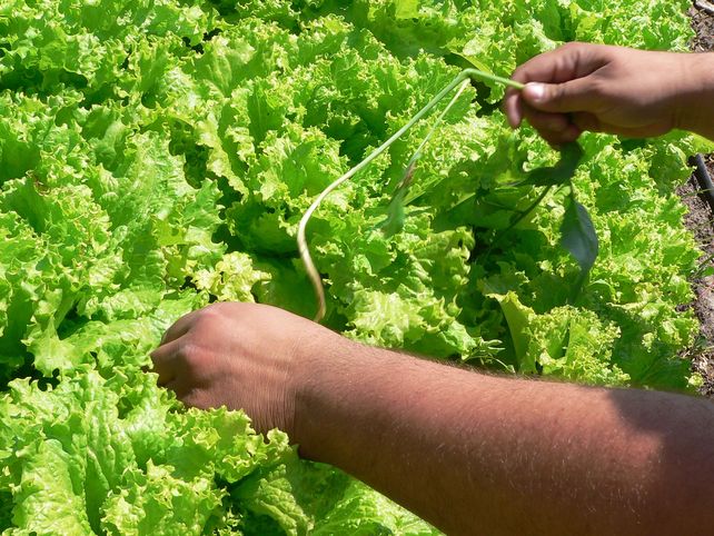 Opción. Cada vez hay más mercados donde se pueden adquirir verduras y otros productos no industrializados.