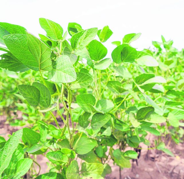 La aprobación de esta soja fue realizada por la ahora ex Monsanto