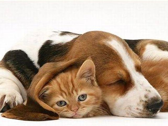 Fumar también es malo para los animales domésticos