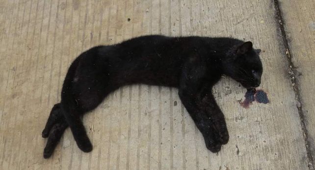 El otro drama de las quemas: cada vez más animales atropellados al intentar escapar del fuego