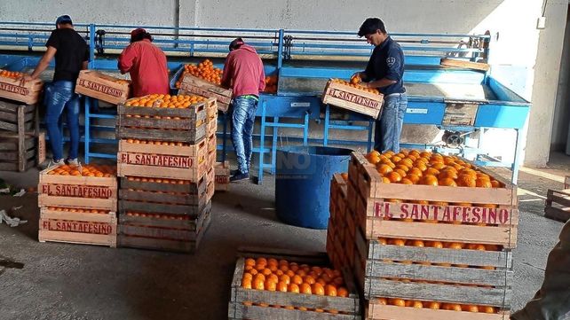 Productores. Por ley de oferta y demanda