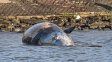 encontraron una ballena encallada sobre la costa del rio de la plata en buenos aires