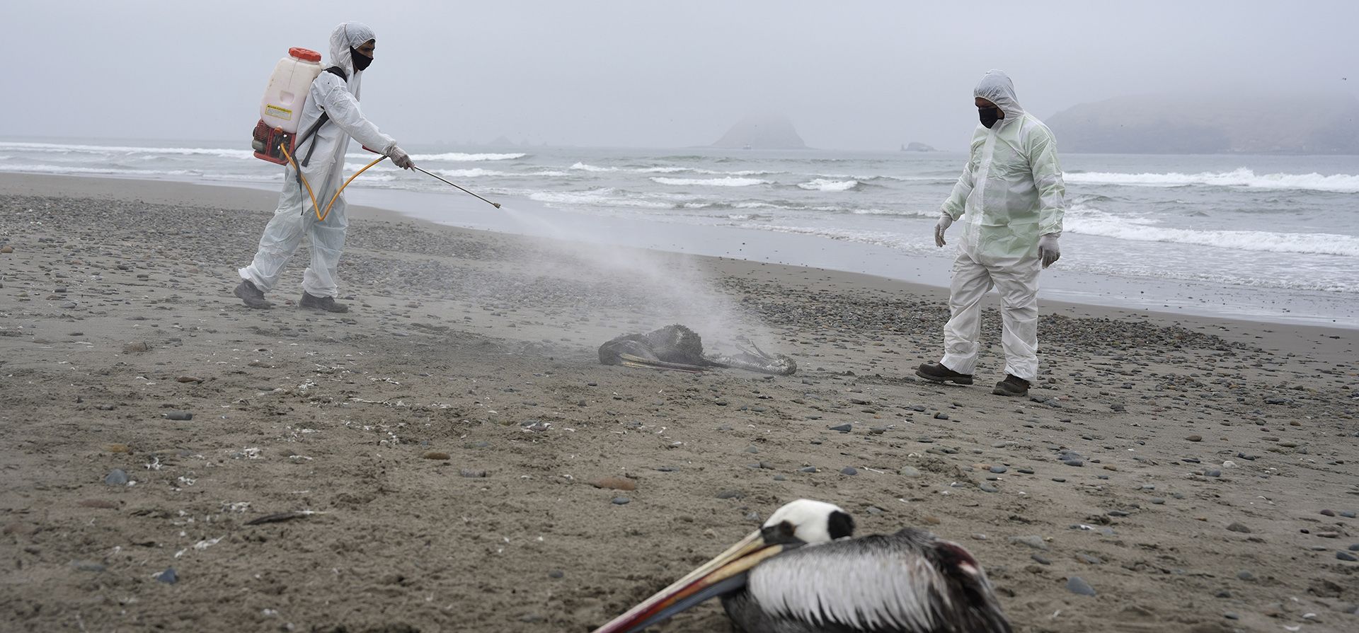 Trabajadores municipales desinfectan pelícanos muertos en la playa de San Pedro en Lima, Perú. (Foto: AP) Trabajadores municipales desinfectan pelícanos muertos en la playa de San Pedro en Lima, Perú. (Foto: AP)