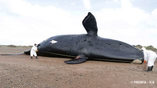 Alerta: ya son 30 los cadáveres de ballenas muertas halladas en Península Valdés