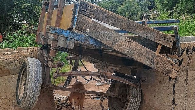 Lesiones graves: carro con caballo desbocado chocó a un niño en bicicleta