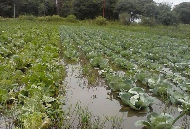 Pérdidas totales. Este es el estado que presentaban los campos luego de las intensas lluvias. La mayoría de la verdura iba a estar lista para mediados de mes.