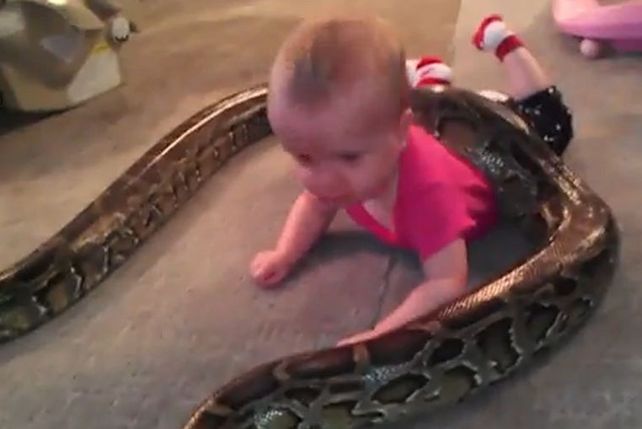 Polémico video en el que un padre deja a su bebé jugar con una pitón