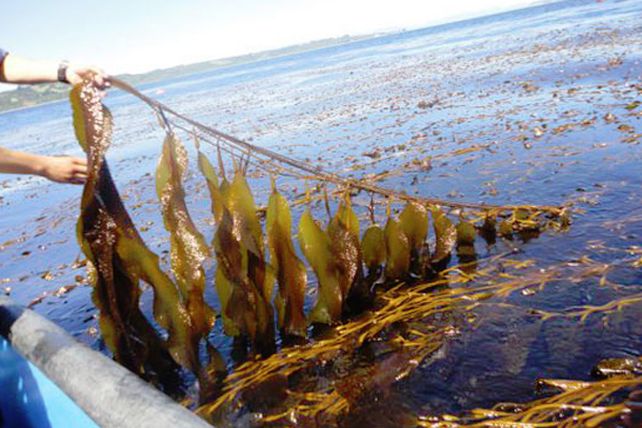 Científicos de EE.UU. generan petróleo crudo a partir de algas marinas