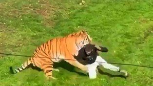 Inglaterra: un hombre murió tras el ataque de un tigre en un parque de vida silvestre