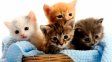 Una investigación reveló que los gatos domésticos pueden cazar más de 2.000 especies de animales