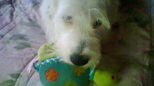 El colegio de Veterinarios salió al cruce de los escraches por la muerte de Floky. Tras el hallazgo del perro muerto