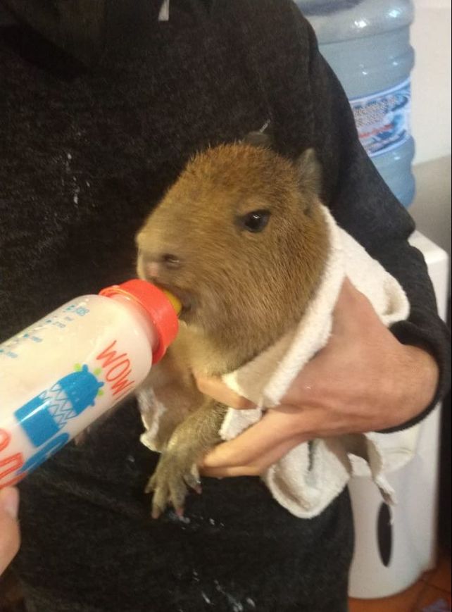 Cachorro de carpincha rescatada en un domicilio de Funes.