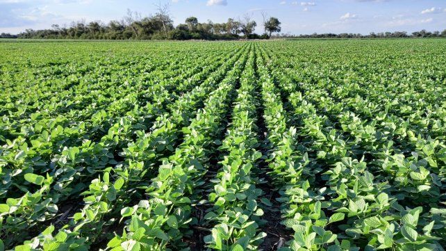 La oleaginosa podría alcanzar una producción de 16