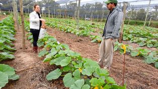 Estudian la aplicación de nanofertilizantes en cultivos hortícolas y suelos marginales