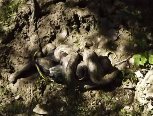 Fracasó el desafío del programa Eatean alive (Comido en vivo) producido por Discovery Channel.