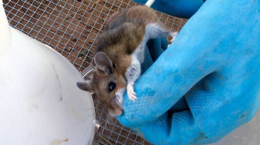 No descartan casos de hantavirus en Santa Fe