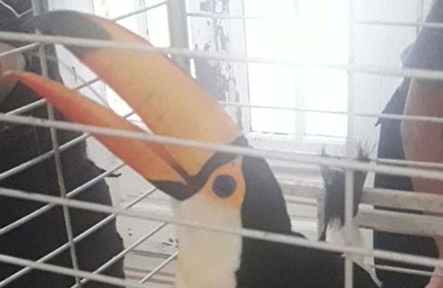 Los animales rescatados&nbsp;