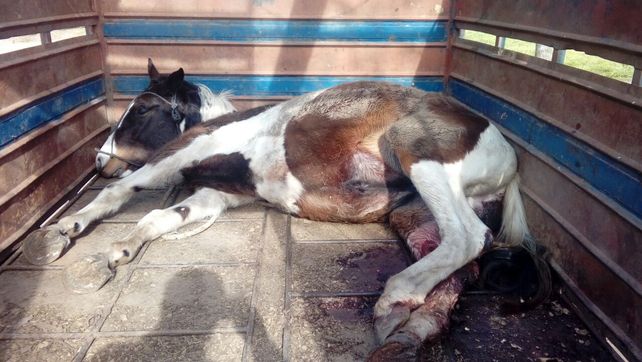 Murieron dos jóvenes que iban en moto al chocar con un caballo que cruzaba la ruta