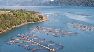 La cría de salmón en Tierra del Fuego causa polémica
