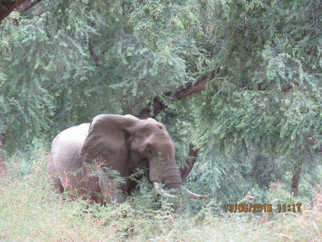 Elefante