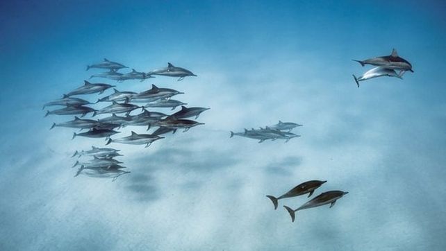 National Geographic presentó sus mejores fotografías de vida salvaje
