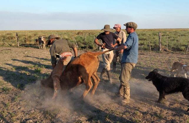 Logroño: golpe a los cuatreros en el norte santafesino