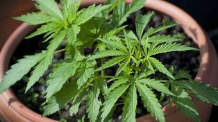 Detienen a un hombre acusado de asesinar a un joven que le robó una planta de marihuana