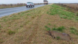 Los casos de fauna atropellada se multiplican en Santa Fe.