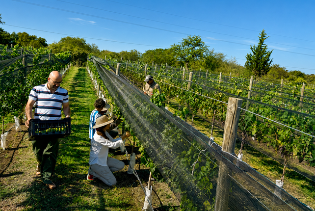 FPersonas trabajando en plena vendimia para las plantaciones ubicadas en Cabañas del Viñedo.