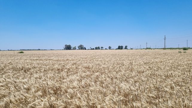 El récord productivo de la campaña de trigo 2025/26 se apoya en condiciones climáticas favorables que permitieron alcanzar rindes excepcionales.