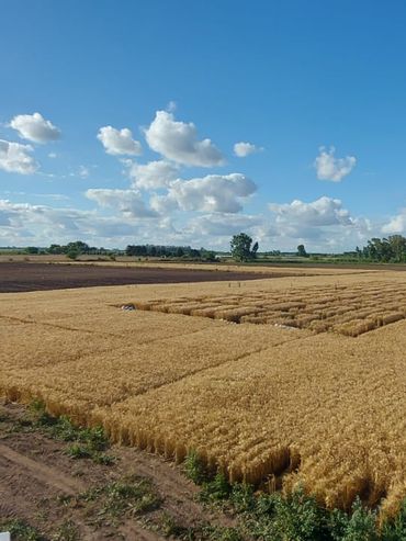 Producir y demostrar: el desafío ambiental del agro argentino