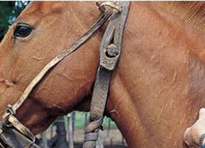La muerte de los caballos de polo: admiten un error en un suplemento vitam&iacute;nico