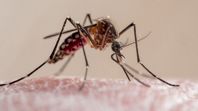 Dengue en la ciudad de Santa Fe: Superamos los mil casos