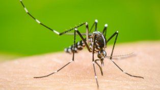 Dengue en Argentina: se registraron cinco nuevas muertes