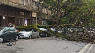 Un árbol cayó frente a la Normal 3 y destrozó el auto de una docente