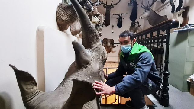 Personal del Ministerio de Ambiente y Desarrollo Sostenible decomisó una colección de animales taxidermizados de la fábrica de chocolates Felfort