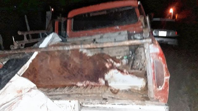 Abigeato: en moto arriaban la oveja, y en una camioneta robaban terneros