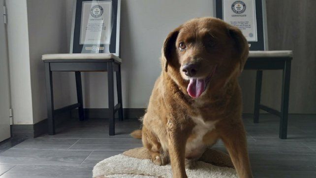 Murió Bobi, el perro más longevo del mundo
